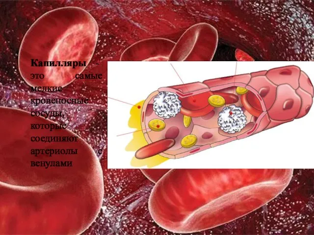 Капилляры - это самые мелкие кровеносные сосуды, которые соединяют артериолы с венулами