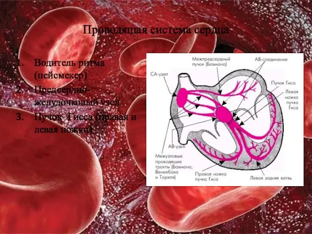Проводящая система сердца Водитель ритма (пейсмекер) Предсердно-желудочковый узел Пучок Гисса (правая и левая ножки)