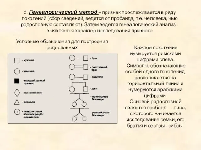 1. Генеалогический метод – признак прослеживается в ряду поколений (сбор сведений,