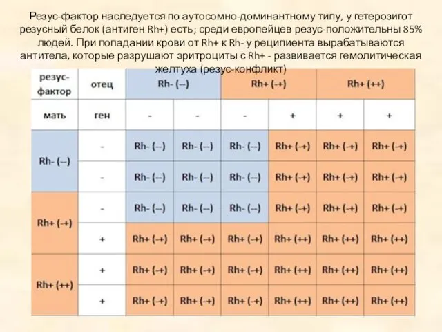 Резус-фактор наследуется по аутосомно-доминантному типу, у гетерозигот резусный белок (антиген Rh+)