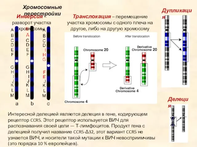 Интересной делецией является делеция в гене, кодирующем рецептор CCR5. Этот рецептор