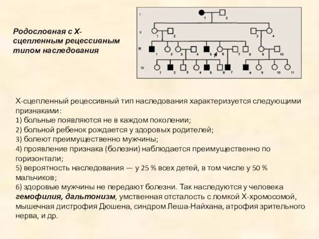 Родословная с Х-сцепленным рецессивным типом наследования Х-сцепленный рецессивный тип наследования характеризуется