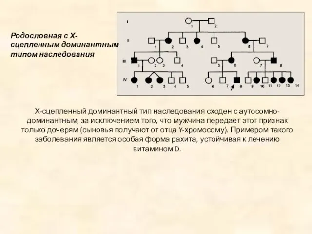 Родословная с Х-сцепленным доминантным типом наследования Х-сцепленный доминантный тип наследования сходен