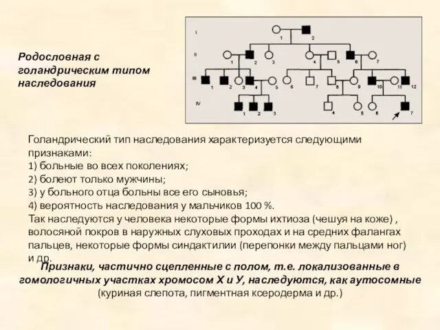 Родословная с голандрическим типом наследования Голандрический тип наследования характеризуется следующими признаками: