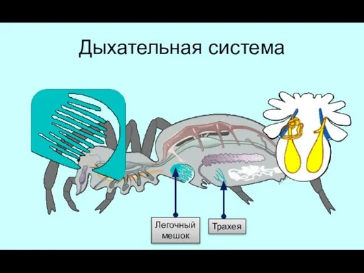 Дыхательная система