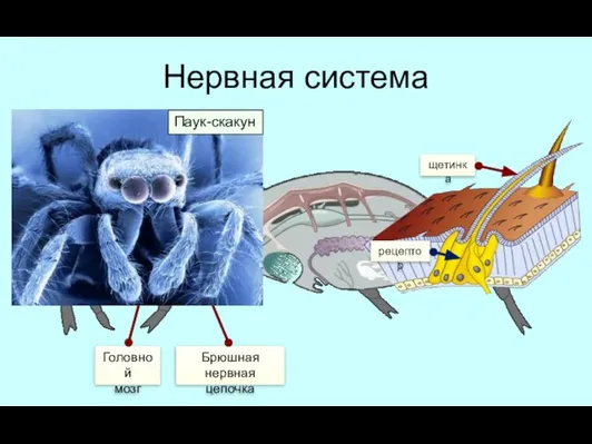 Нервная система