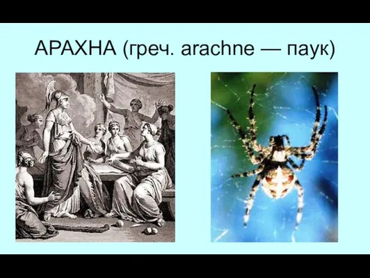 АРАХНА (греч. arachne — паук)