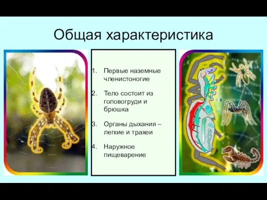 Общая характеристика Первые наземные членистоногие Тело состоит из головогруди и брюшка