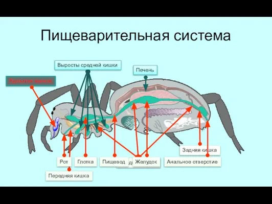 Пищеварительная система