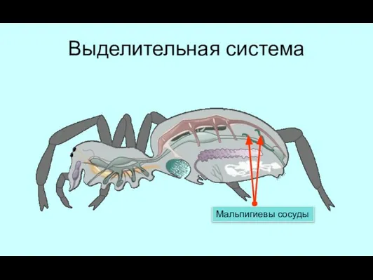 Выделительная система