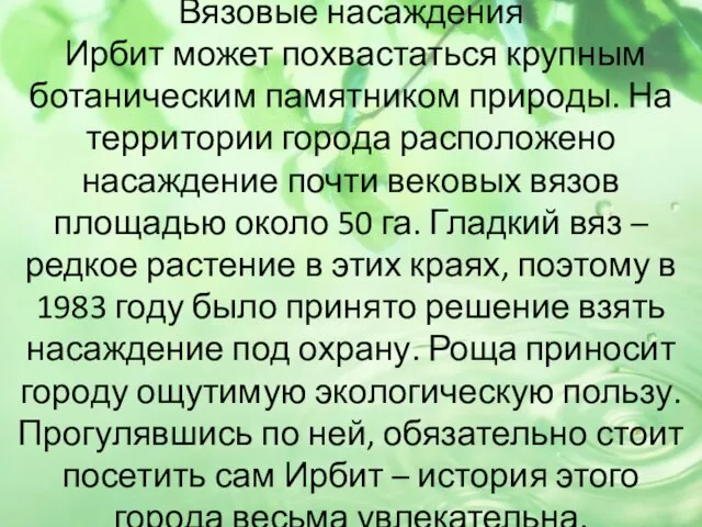 Вязовые насаждения Ирбит может похвастаться крупным ботаническим памятником природы. На территории