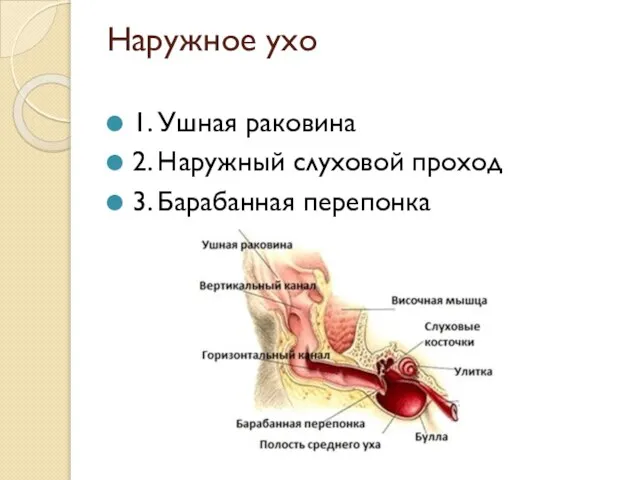 Наружное ухо 1. Ушная раковина 2. Наружный слуховой проход 3. Барабанная перепонка