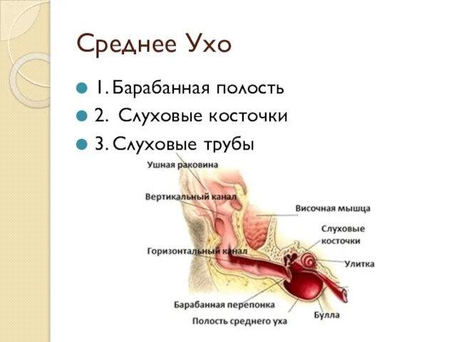 Среднее Ухо 1. Барабанная полость 2. Слуховые косточки 3. Слуховые трубы