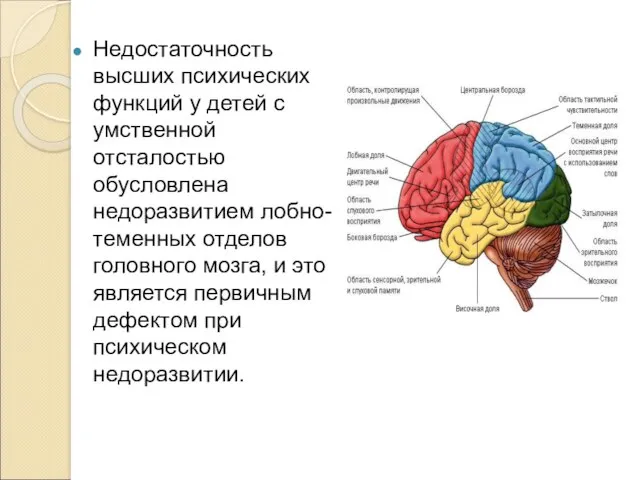 Недостаточность высших психических функций у детей с умственной отсталостью обусловлена недоразвитием