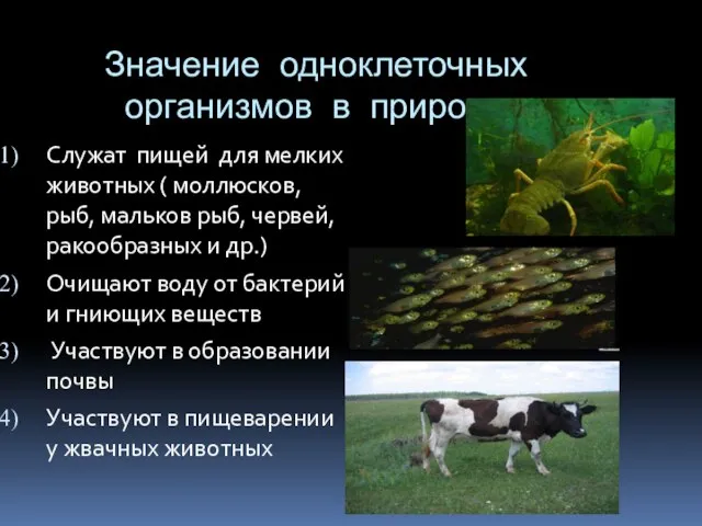 Значение одноклеточных организмов в природе Служат пищей для мелких животных (