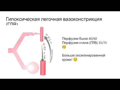 Гипоксическая легочная вазоконстрикция (ГЛВ) Перфузия была 40/60 Перфузия стала (ГЛВ) 25/75 ☺ Больше оксигенированной крови! ☺