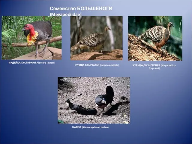 Семейство БОЛЬШЕНОГИ (Megapodiidae) МАЛЕО (Macrocephalon maleo)