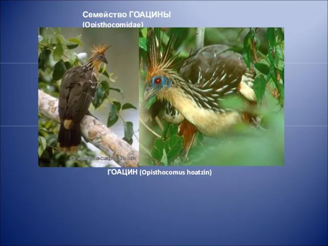 Семейство ГОАЦИНЫ (Opisthocomidae)