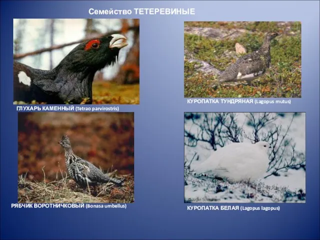 Семейство ТЕТЕРЕВИНЫЕ (Tetraonidae)