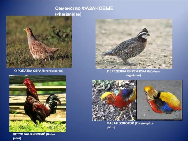 Семейство ФАЗАНОВЫЕ (Phasianidae)