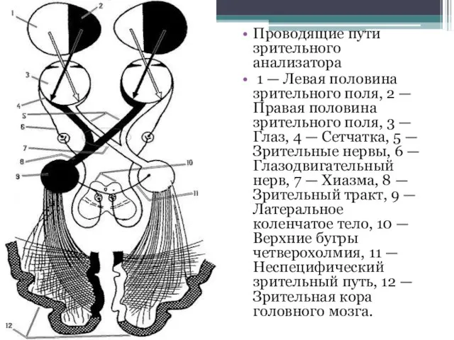 Проводящие пути зрительного анализатора 1 — Левая половина зрительного поля, 2