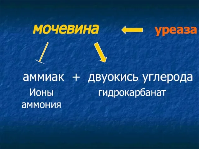 мочевина уреаза аммиак + двуокись углерода Ионы аммония гидрокарбанат