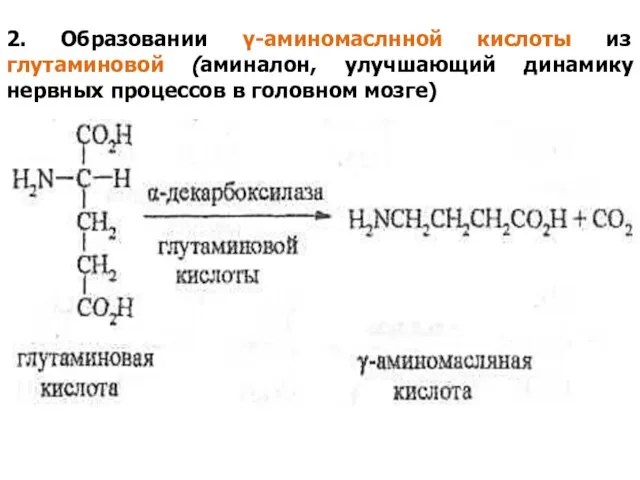 2. Образовании γ-аминомаслнной кислоты из глутаминовой (аминалон, улучшающий динамику нервных процессов в головном мозге)