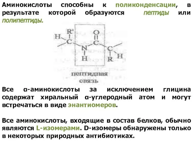 Аминокислоты способны к поликонденсации, в результате которой образуются пептиды или полипептиды.