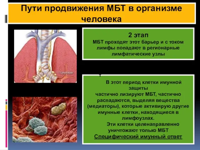 КФ Пути продвижения МБТ в организме человека 2 этап МБТ проходят