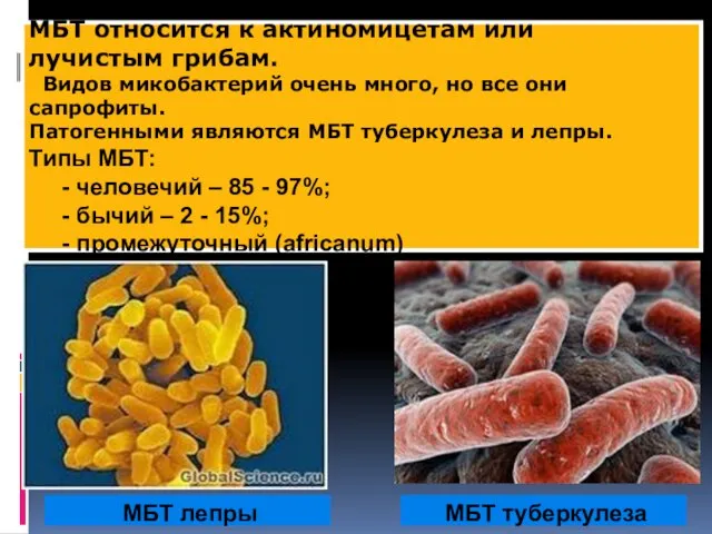 МБТ туберкулеза МБТ лепры МБТ относится к актиномицетам или лучистым грибам.