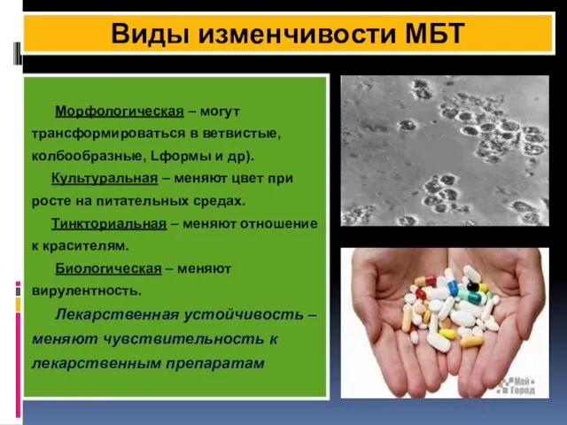 КФ Виды изменчивости МБТ Морфологическая – могут трансформироваться в ветвистые, колбообразные,