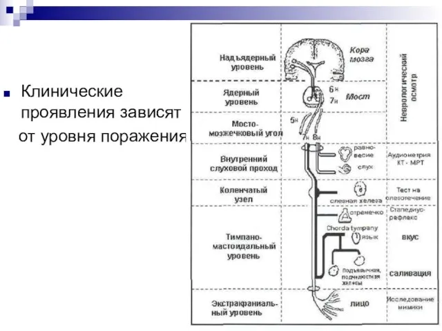 Клинические проявления зависят от уровня поражения