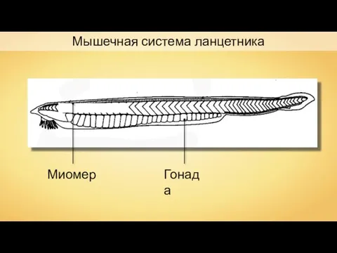 Мышечная система ланцетника