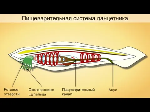 Пищеварительная система ланцетника Ротовое отверстие Околоротовые щупальца Пищеварительный канал Анус