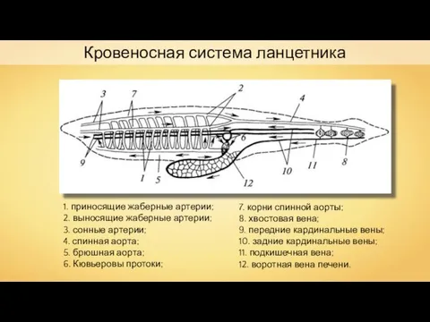 Кровеносная система ланцетника 1. приносящие жаберные артерии; 2. выносящие жаберные артерии;