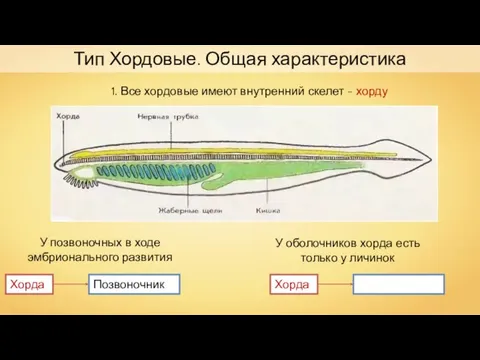 Тип Хордовые. Общая характеристика 1. Все хордовые имеют внутренний скелет -