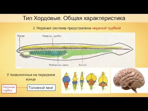 Тип Хордовые. Общая характеристика 2. Нервная система представлена нервной трубкой У