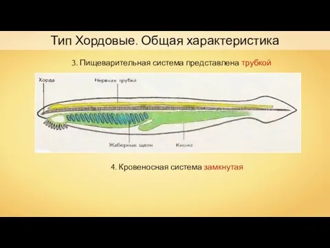 Тип Хордовые. Общая характеристика 3. Пищеварительная система представлена трубкой 4. Кровеносная система замкнутая