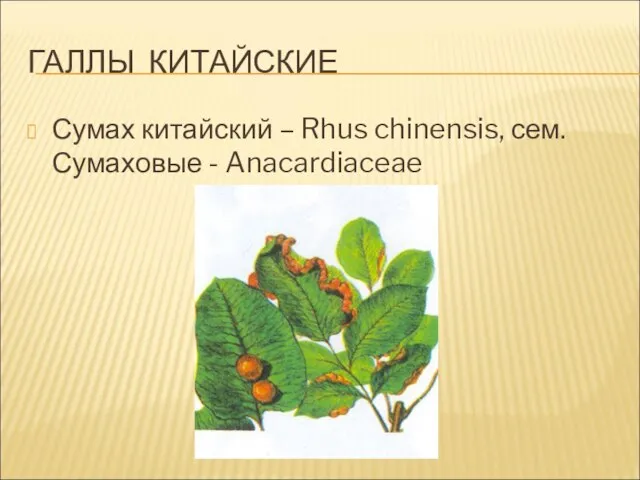 ГАЛЛЫ КИТАЙСКИЕ Сумах китайский – Rhus chinensis, сем. Сумаховые - Anacardiaceae