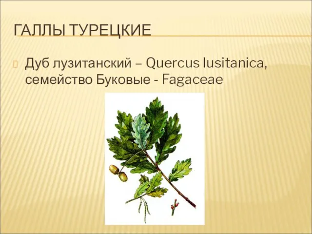 ГАЛЛЫ ТУРЕЦКИЕ Дуб лузитанский – Quercus lusitanica, семейство Буковые - Fagaceae