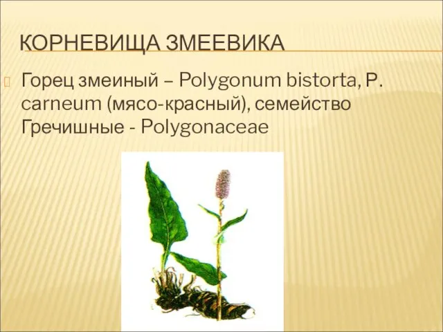 КОРНЕВИЩА ЗМЕЕВИКА Горец змеиный – Polygonum bistorta, Р. cаrneum (мясо-красный), семейство Гречишные - Polygonaceae