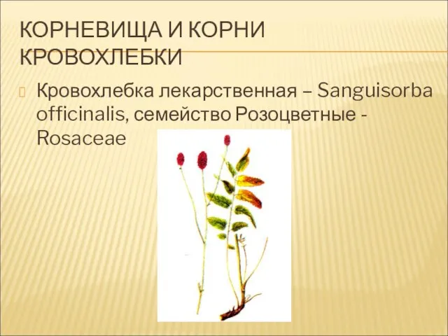 КОРНЕВИЩА И КОРНИ КРОВОХЛЕБКИ Кровохлебка лекарственная – Sanguisorba officinalis, семейство Розоцветные - Rosaceae