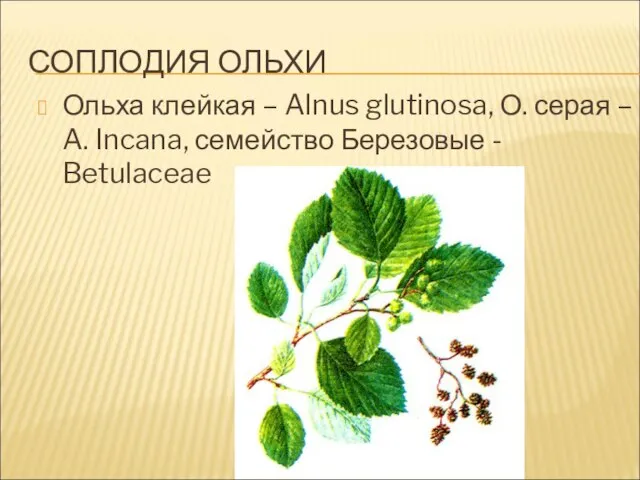 СОПЛОДИЯ ОЛЬХИ Ольха клейкая – Alnus glutinosa, О. серая – A. Incana, семейство Березовые - Betulaceae