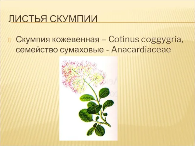 ЛИСТЬЯ СКУМПИИ Скумпия кожевенная – Cotinus coggygria, семейство сумаховые - Anacardiaceae