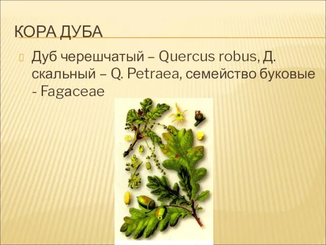 КОРА ДУБА Дуб черешчатый – Quercus robus, Д. скальный – Q. Petraea, семейство буковые - Fagаceae