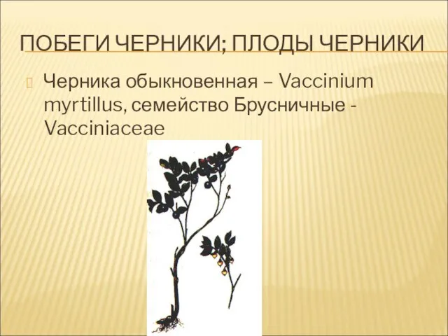 ПОБЕГИ ЧЕРНИКИ; ПЛОДЫ ЧЕРНИКИ Черника обыкновенная – Vaccinium myrtillus, семейство Брусничные - Vacciniaceae