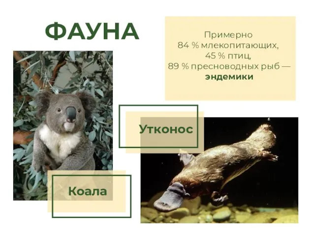 ФАУНА Примерно 84 % млекопитающих, 45 % птиц, 89 % пресноводных рыб — эндемики Утконос Коала