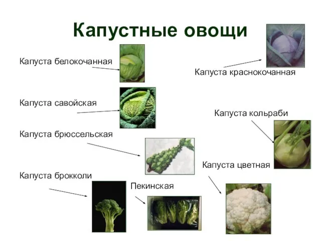 Капустные овощи Капуста белокочанная Капуста краснокочанная Капуста савойская Капуста кольраби Капуста