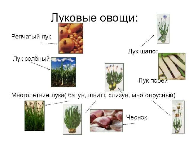 Луковые овощи: Репчатый лук Лук шалот Лук зелёный Лук порей Многолетние