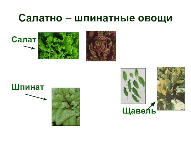 Салатно – шпинатные овощи Салат Шпинат Щавель